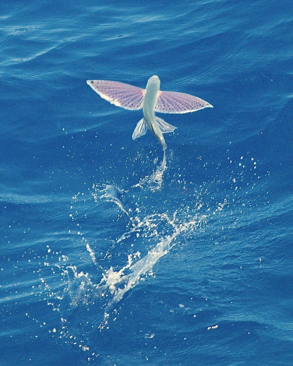 Cá chuồn biển xòe vây lướt trên mặt sóng xanh