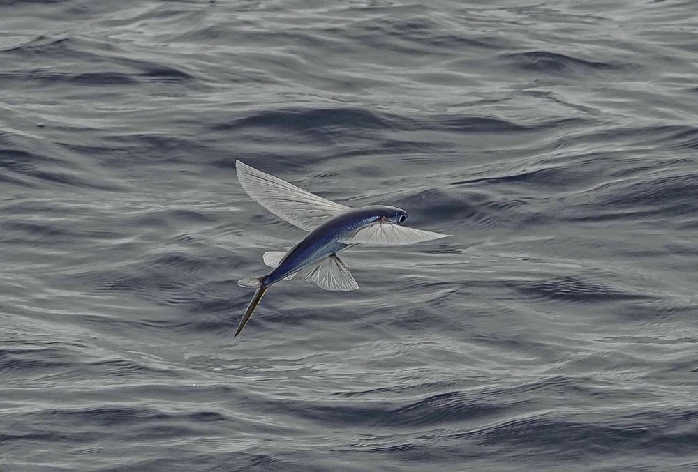 Cá chuồn biển bay cao giữa sóng biển dữ dội