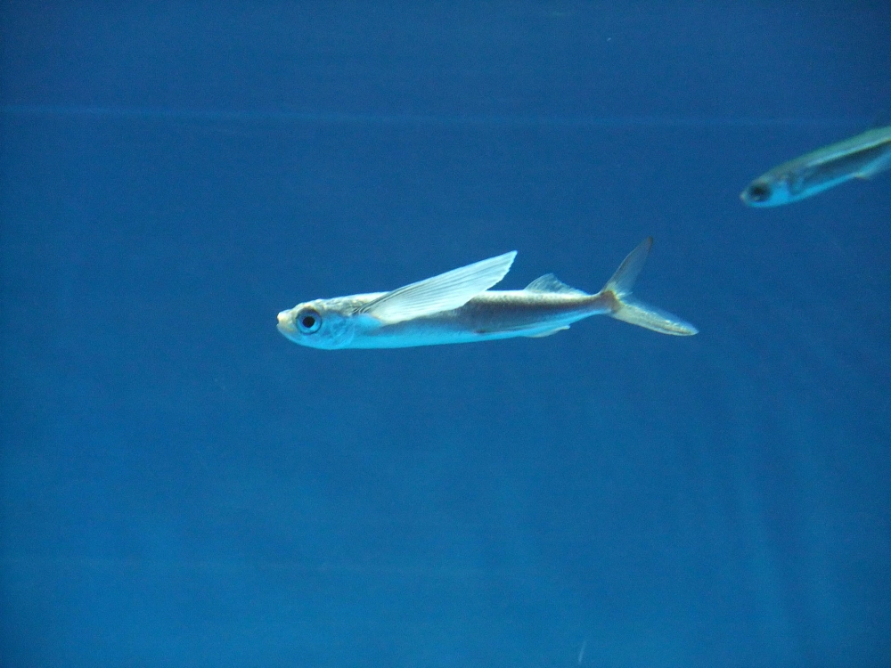 Cấu tạo độc đáo của loài cá chuồn biển