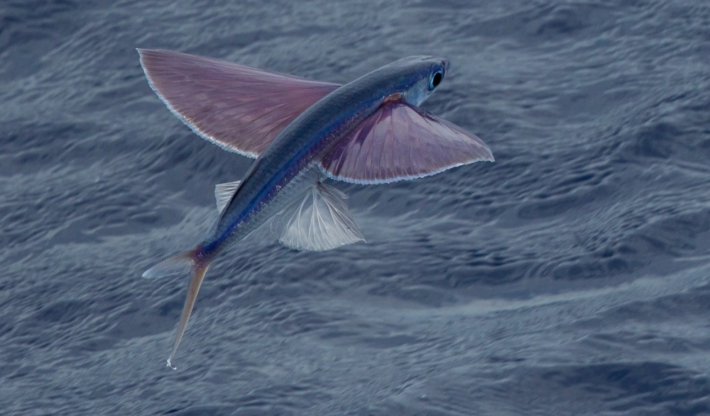 Cá chuồn biển và những tia nước tung bay