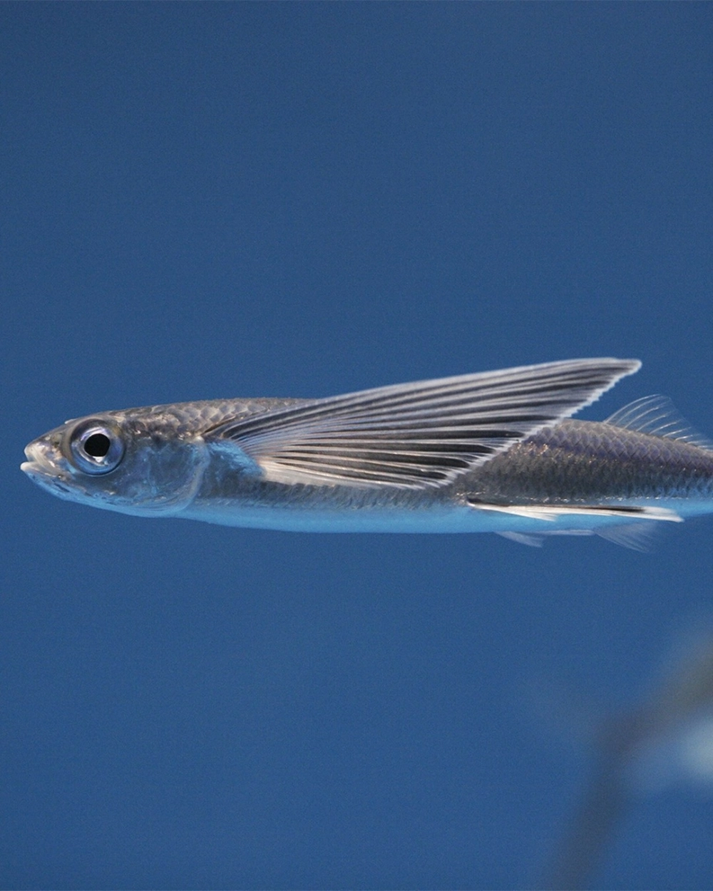 Nghệ thuật chụp ảnh cá chuồn biển giữa không trung