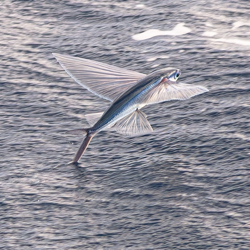 Cá chuồn biển tạo ra những đường gợn sóng tinh tế