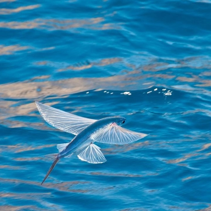 Cá chuồn biển lướt sóng trong ánh hoàng hôn