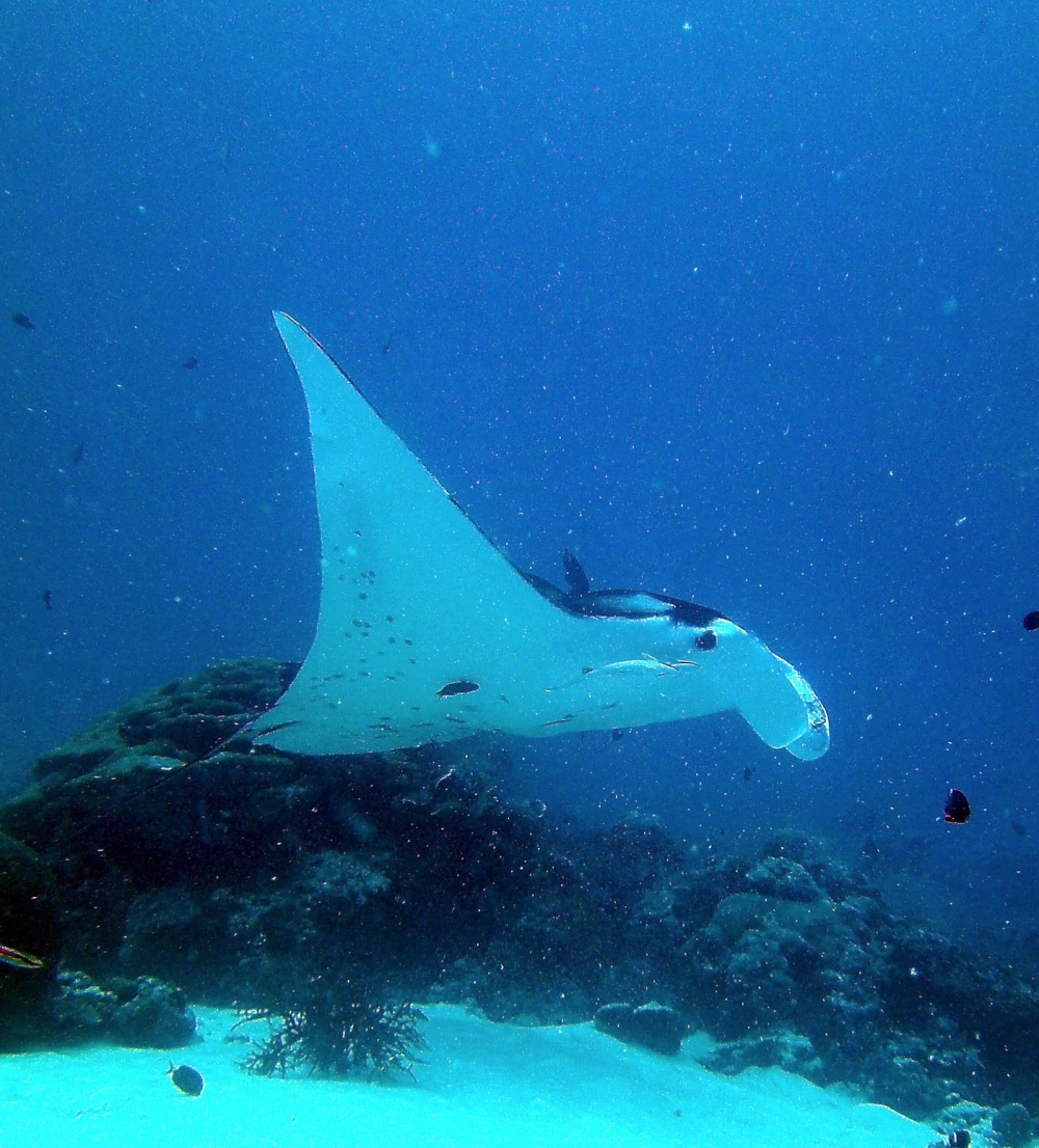 Bóng đen của cá đuối khổng lồ in trên nền cát trắng dưới biển