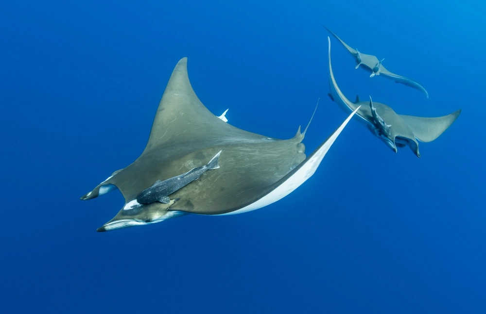 Sự tương phản giữa người thợ lặn và cá đuối khổng lồ