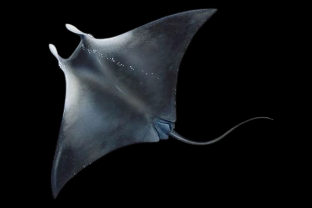 Phối cảnh rộng lớn của đại dương và cá đuối khổng lồ