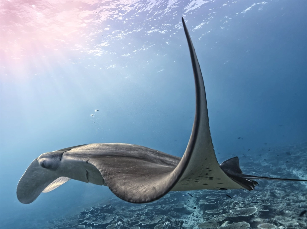 Cá đuối khổng lồ nhảy khỏi mặt nước đầy ấn tượng