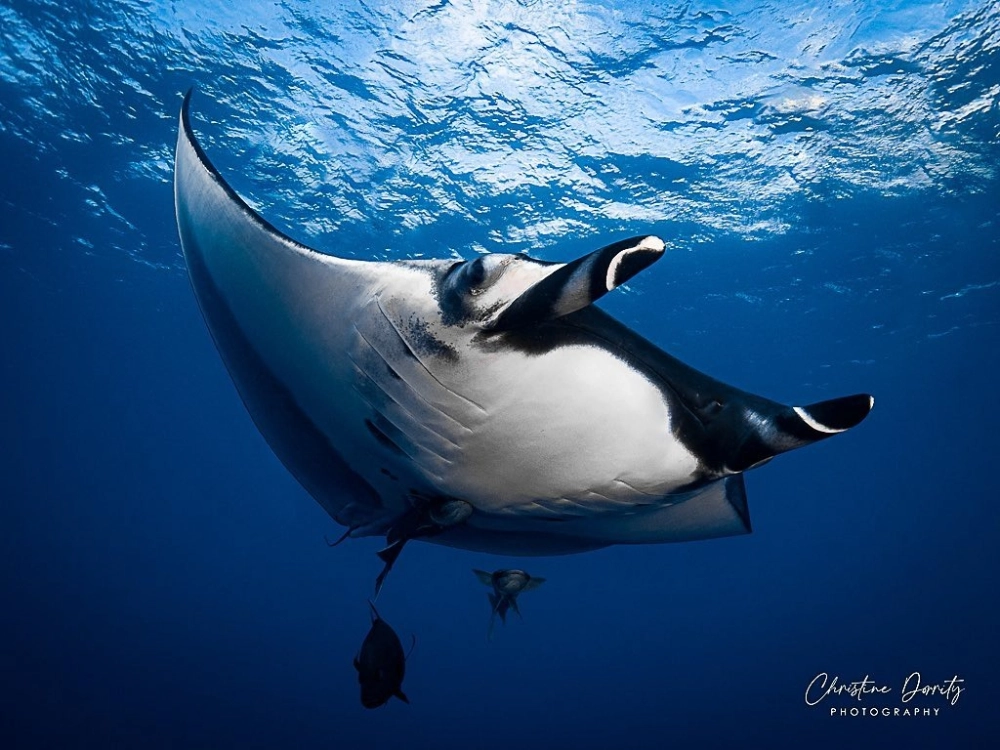 Cấu trúc mang của cá đuối khổng lồ nhìn từ góc nghiêng