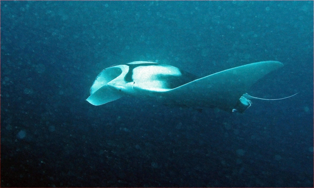 Hình ảnh cá đuối khổng lồ lướt đi nhẹ nhàng trên rạn san hô