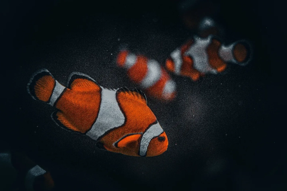 Ảnh chụp macro chi tiết từng vảy nhỏ trên mình cá hề