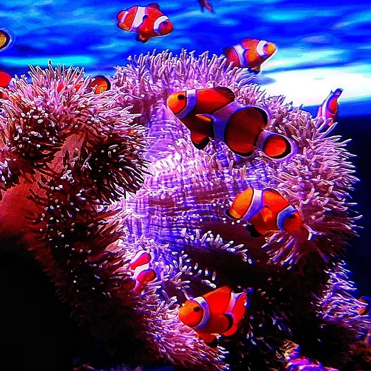 Những vệt trắng đặc trưng trên thân cá hề ocellaris