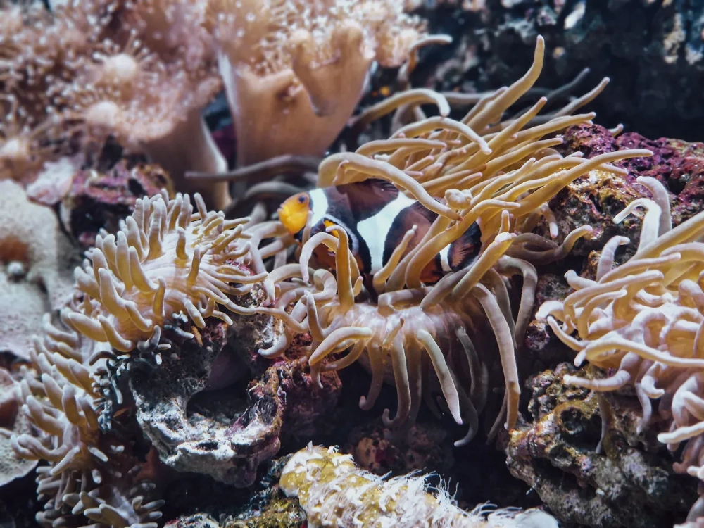 Chú cá hề nemo bơi lội giữa những xúc tu hải quỳ mềm mại