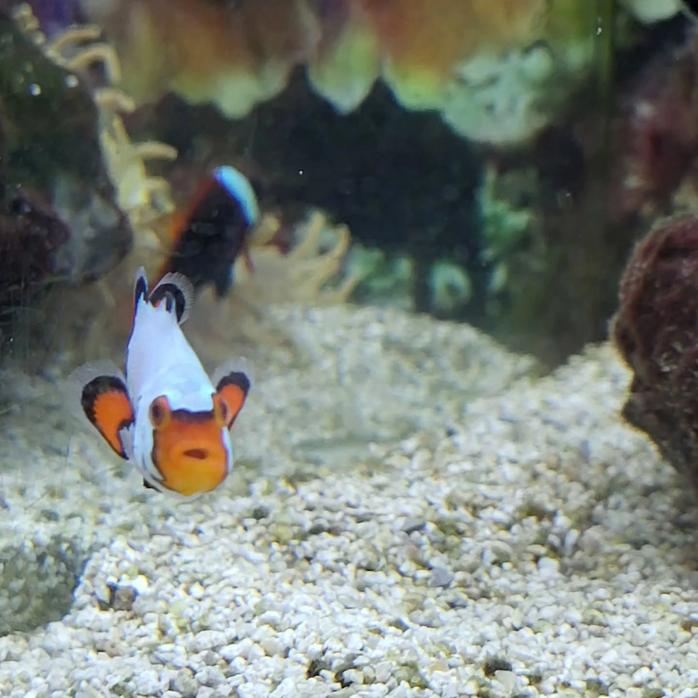 Góc nghiêng thần thánh của chú cá hề trong làn nước trong