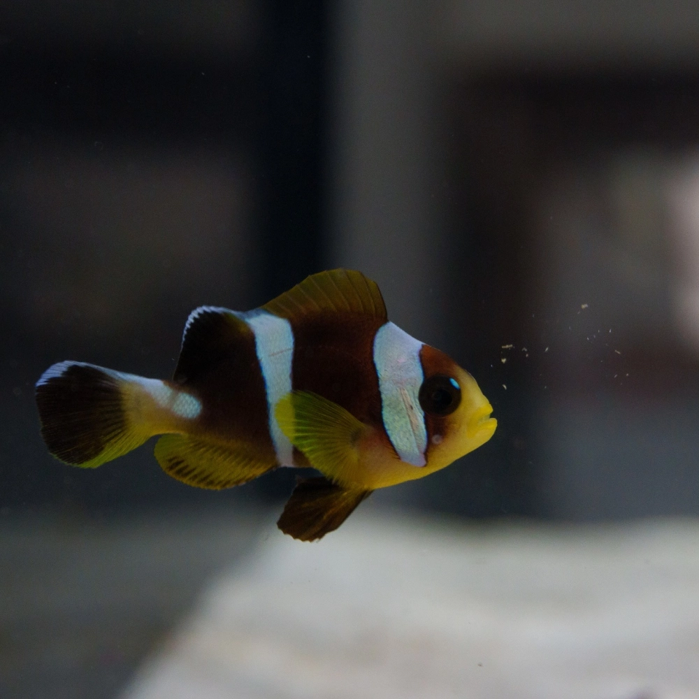 Cá hề mẹ bảo vệ trứng bên cạnh rạn san hô nhỏ