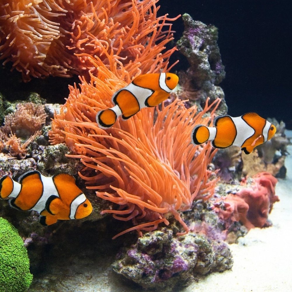 Ánh sáng tự nhiên xuyên thấu qua vây cá hề mỏng manh