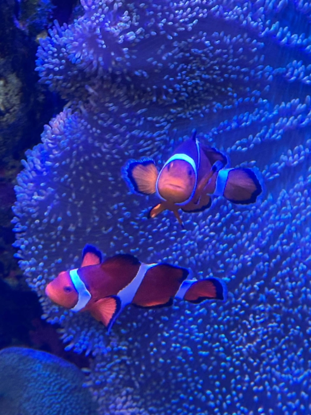 Bố cục ảnh cá hề nằm giữa tâm khung hình nghệ thuật