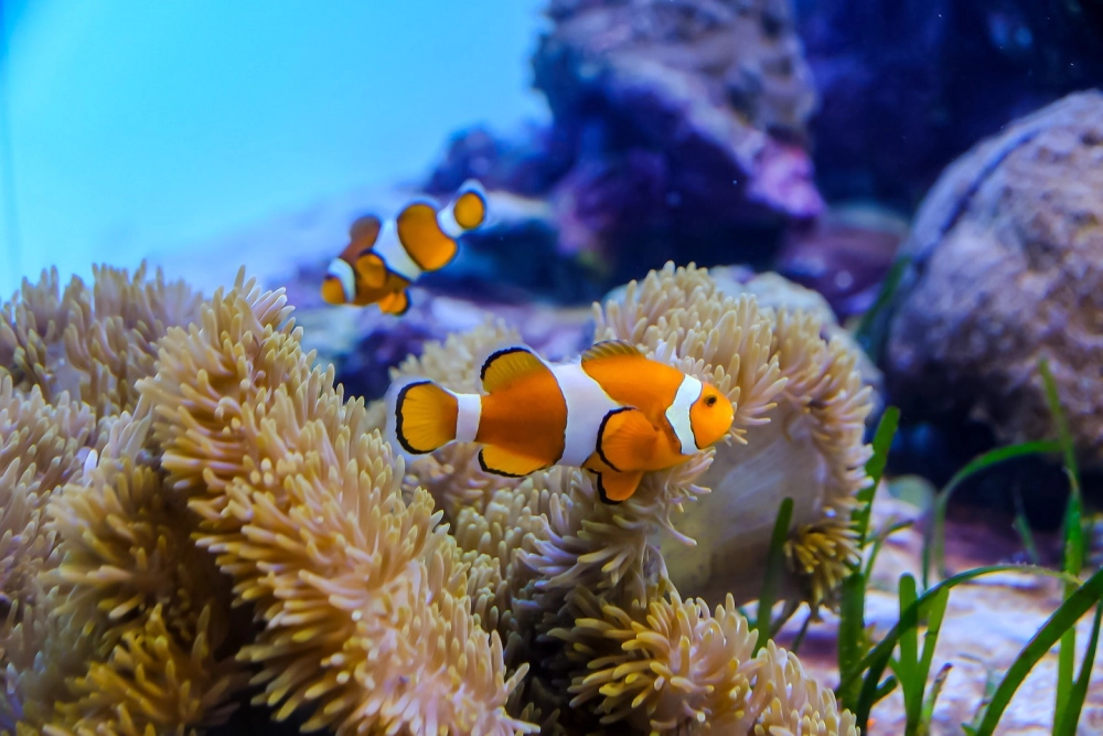Màu sắc sống động của cá hề dưới ánh đèn flash thủy sinh