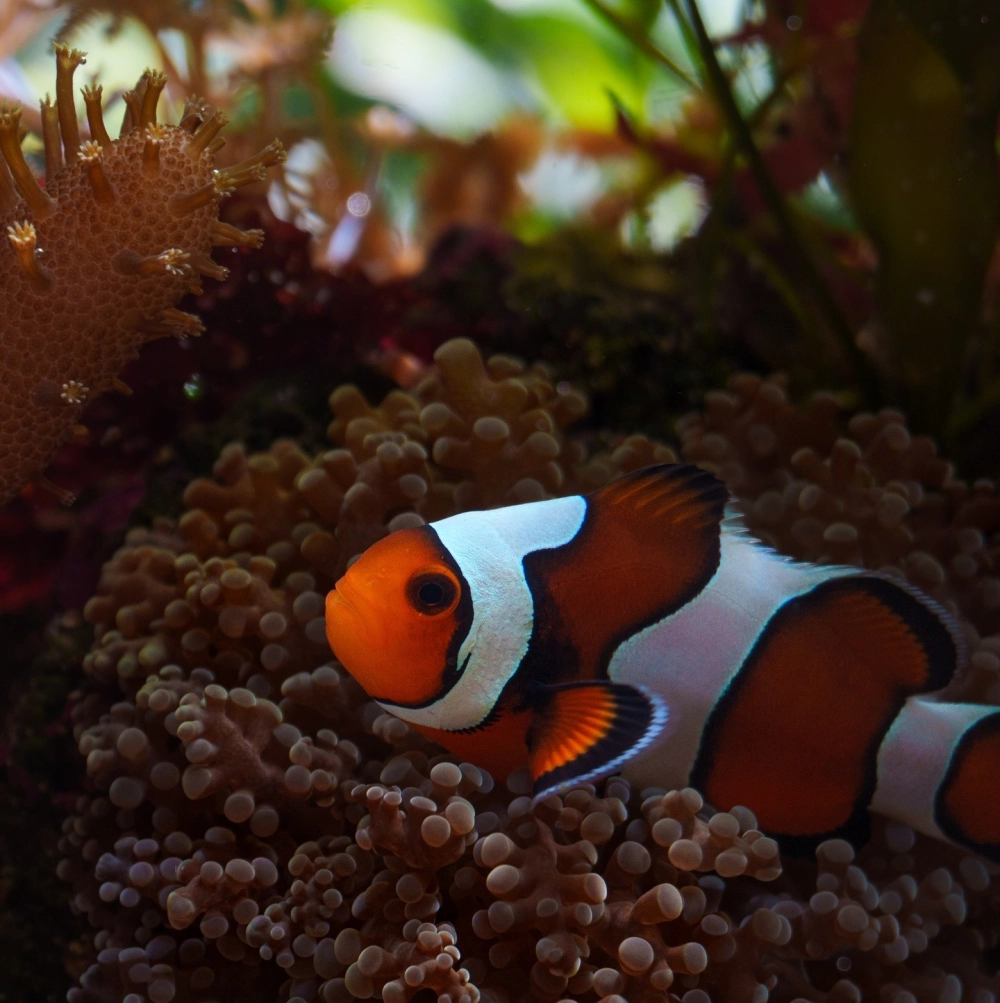 Khoảnh khắc cá hề nhô đầu ra từ các xúc tu hải quỳ