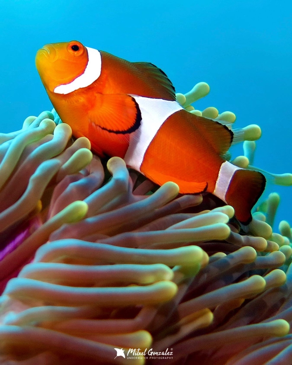 Cá hề bơi lội cùng các loài sinh vật biển nhỏ khác