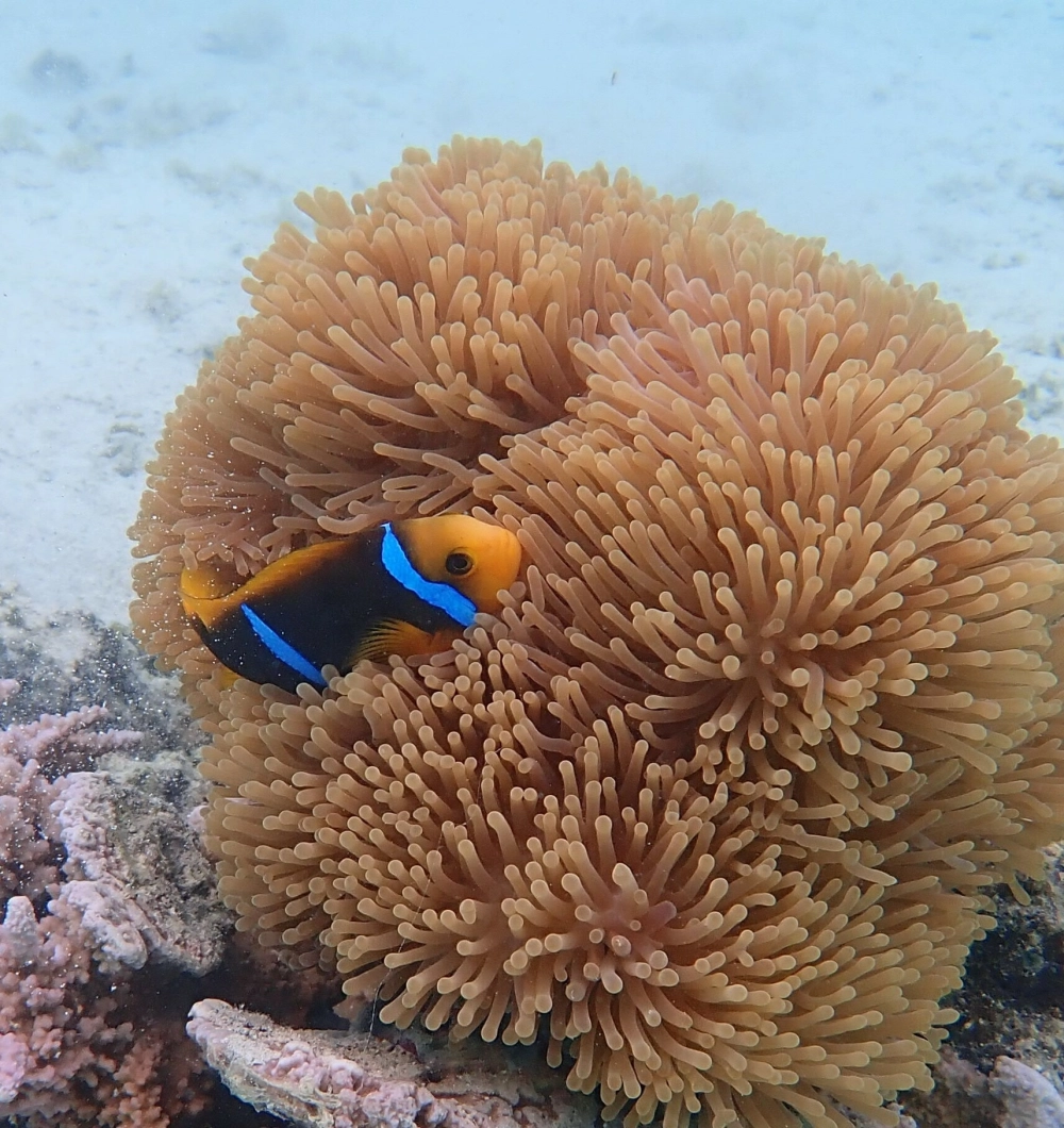 Cá hề nô đùa giữa những rạn san hô đa sắc màu