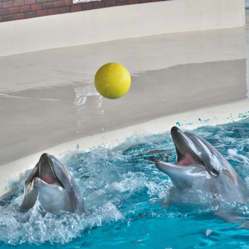 Hình ảnh cá heo dễ thương trang trí cho máy tính