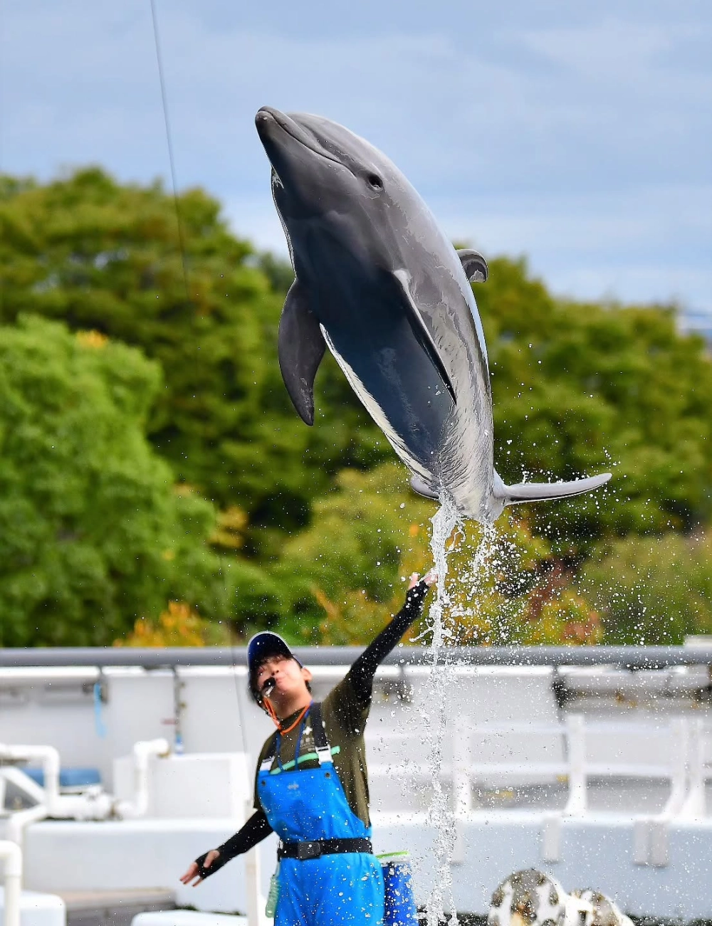 Chú cá heo dễ thương đang mỉm cười giữa làn nước xanh biếc