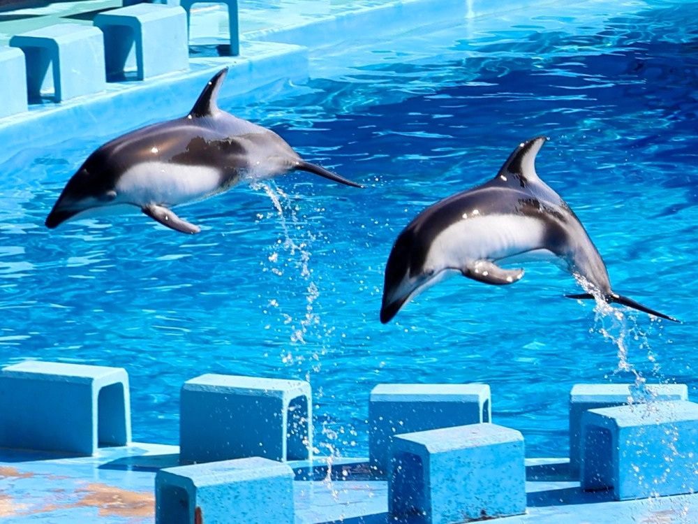 Khoảnh khắc cá heo thông minh tương tác với con người