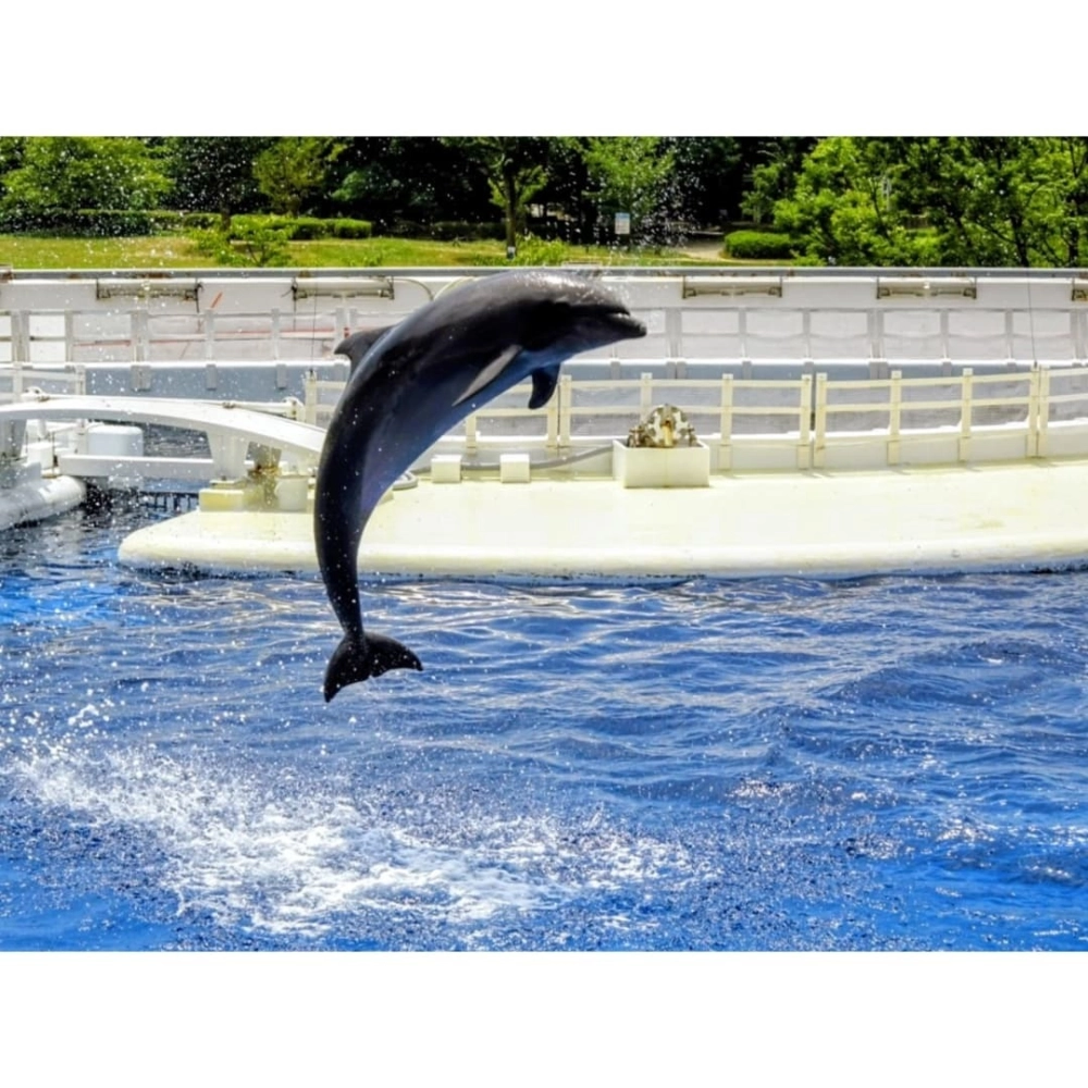 Cá heo dễ thương nhảy vọt lên khỏi mặt nước biển