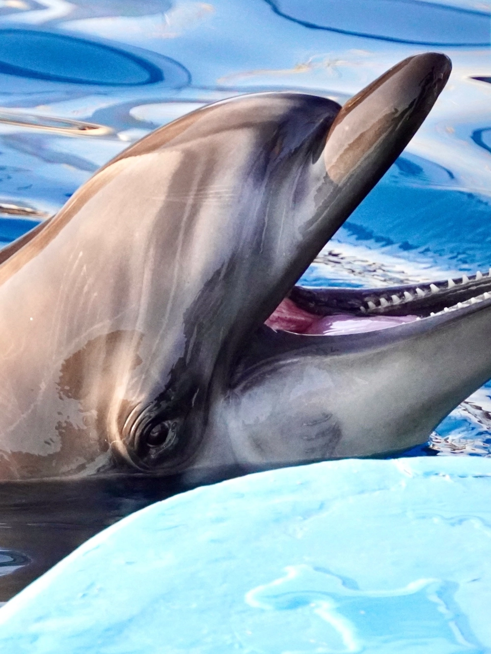 Cá heo con tinh nghịch đuổi theo đàn cá nhỏ