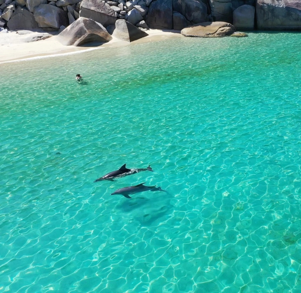 Chú cá heo trắng quý hiếm bơi giữa đại dương