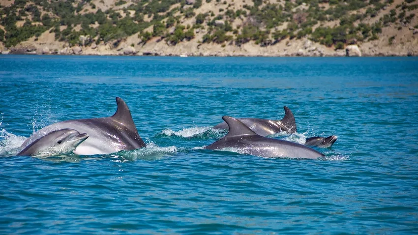 Bộ sưu tập cá heo mũi chai hình ảnh sống động tự nhiên