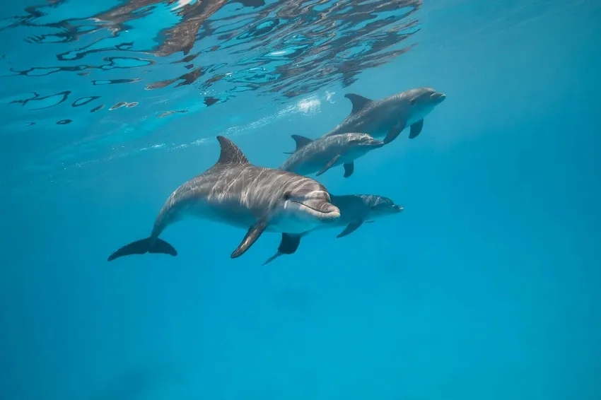 Thực trạng cá heo mũi chai nguy cơ tuyệt chủng hiện nay