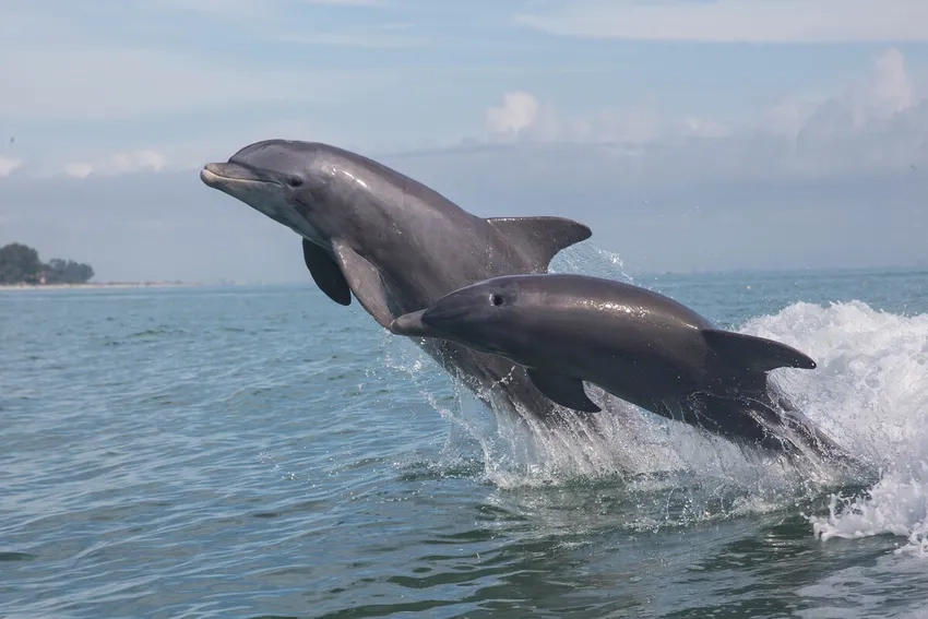 Hành vi cá heo mũi chai chăm sóc con non cảm động