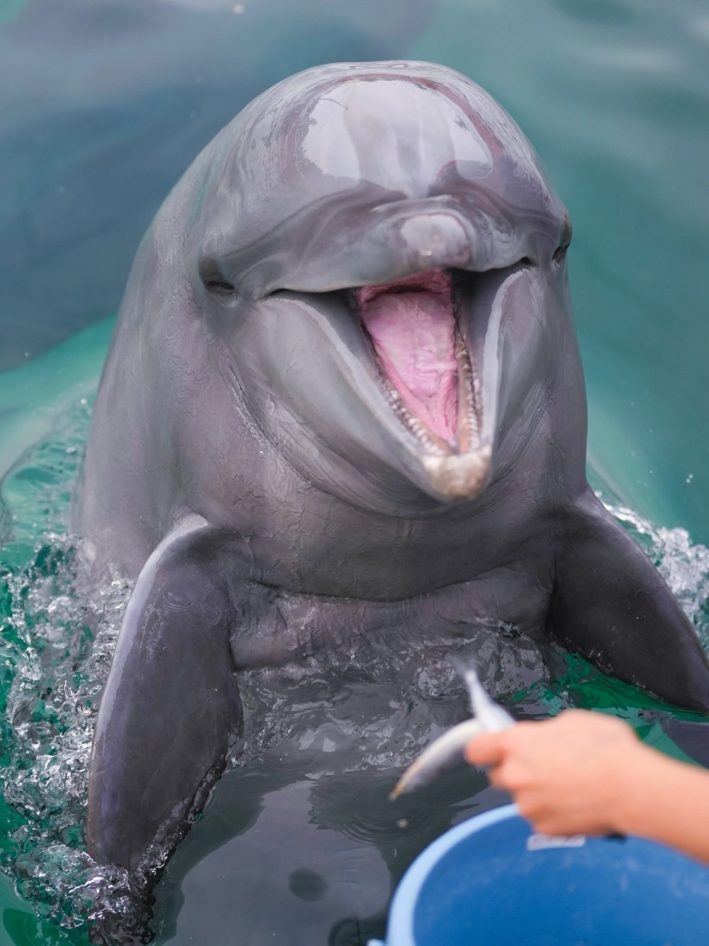 Cá heo nhảy múa tung bọt trắng xóa giữa đại dương xanh ngắt