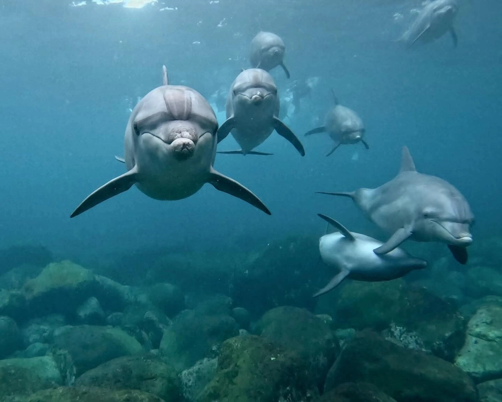 Sự tương tác đáng yêu giữa cá heo và các thợ lặn chuyên nghiệp