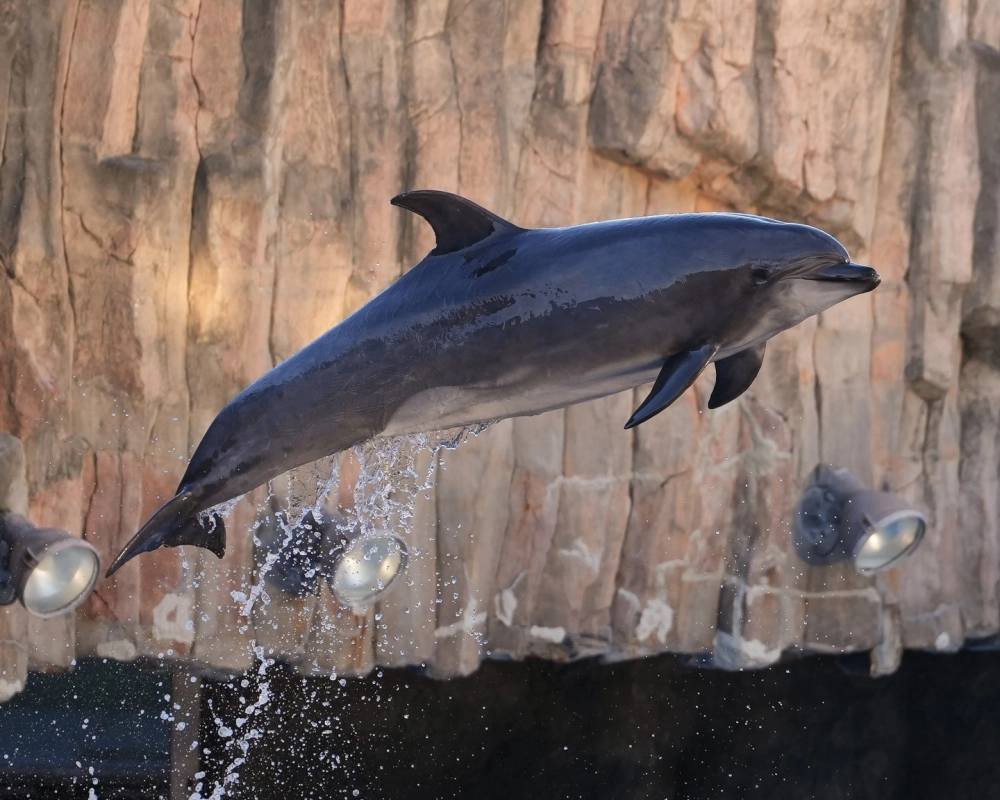 Bố cục ảnh cá heo đối xứng hoàn hảo trên mặt hồ phẳng lặng