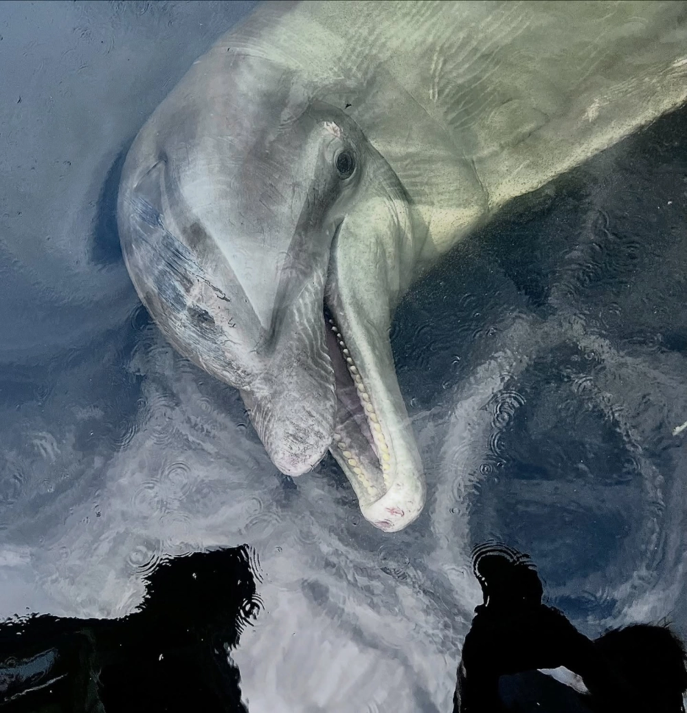 Những sinh vật biển khổng lồ di chuyển uyển chuyển dưới đáy sâu