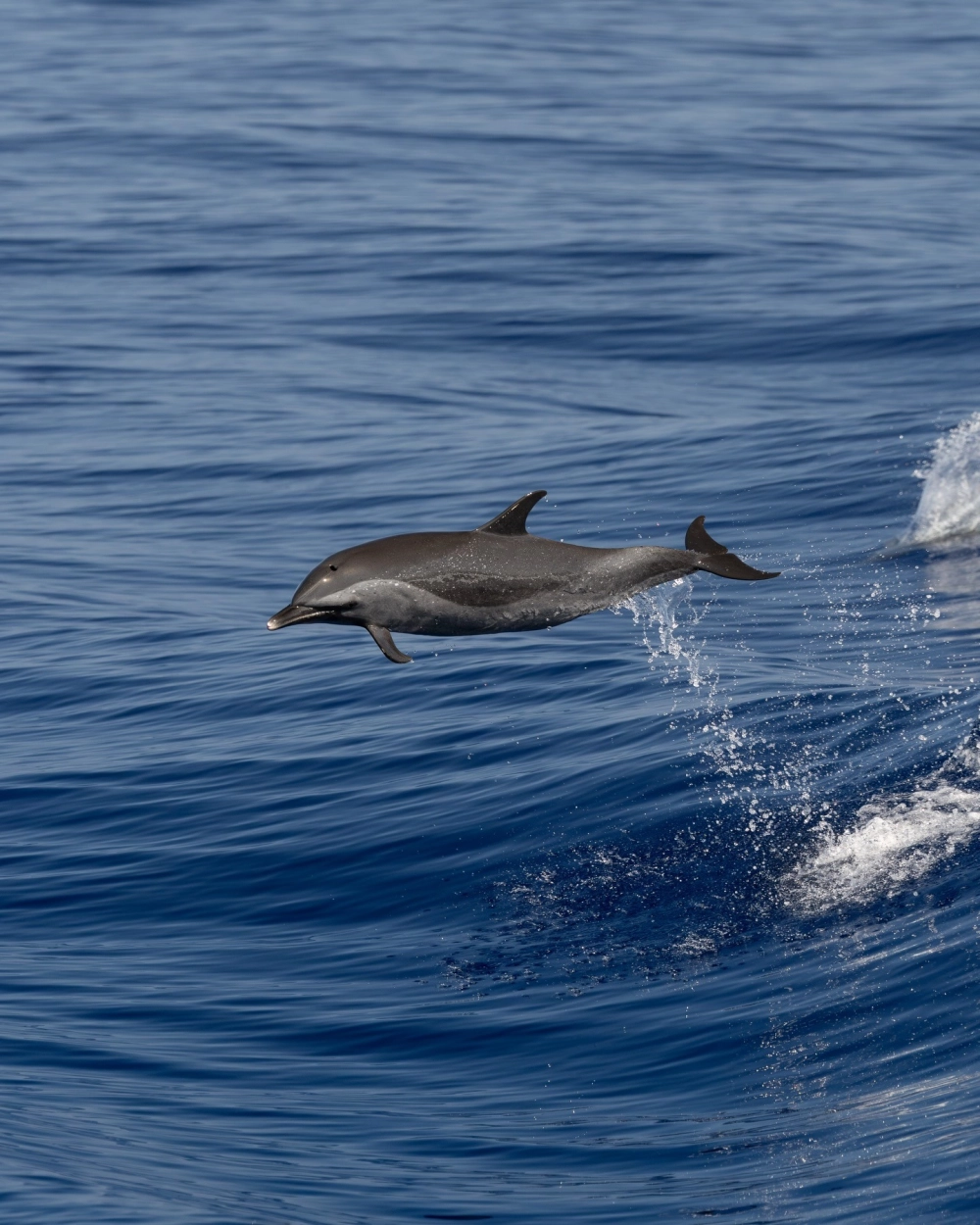 Đuôi cá heo quẫy nước tạo nên những vòng tròn sóng đẹp mắt