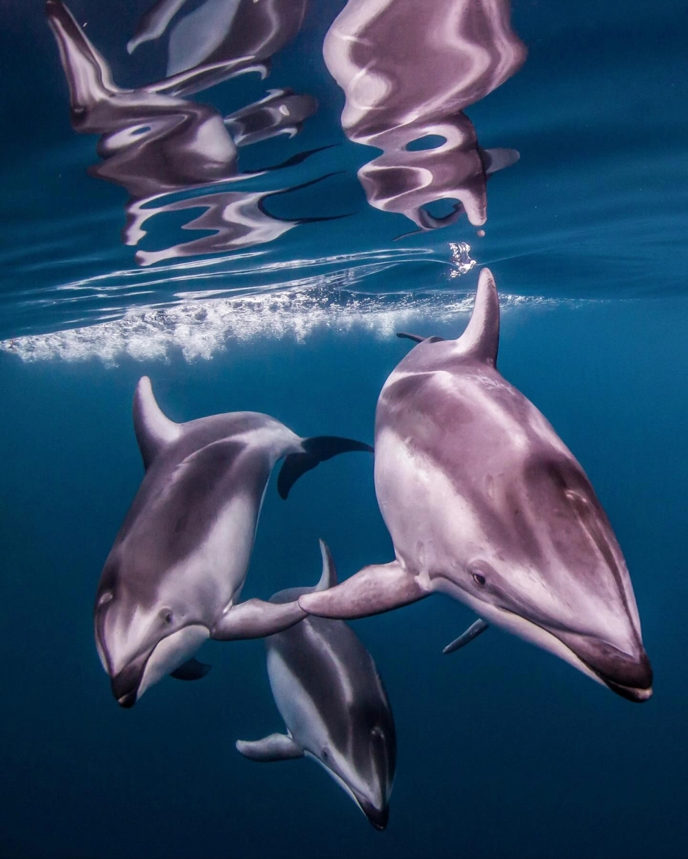 Cận cảnh nụ cười thân thiện của chú cá heo giữa làn nước trong