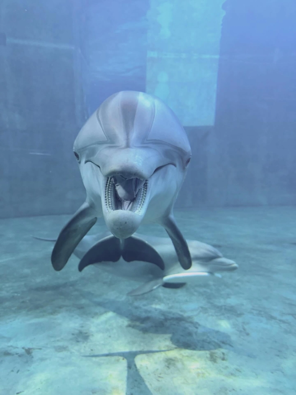 Đàn thú biển di cư tạo nên cảnh tượng hùng vĩ giữa thiên nhiên