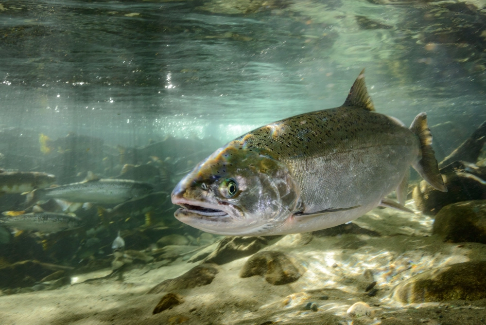 So sánh cá hồi nuôi và cá hồi tự nhiên qua màu sắc thịt