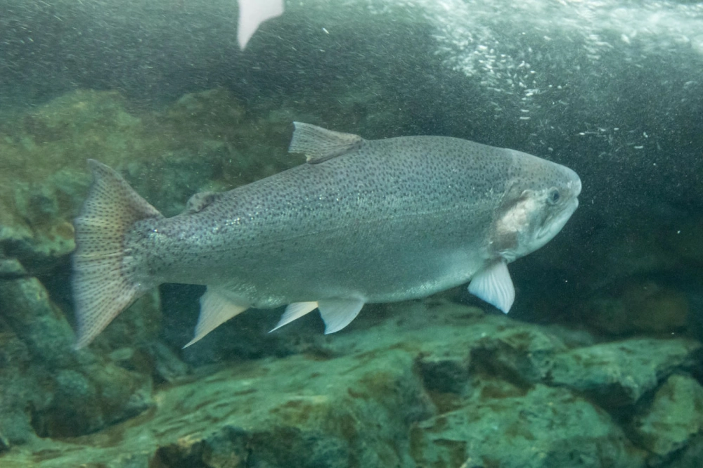 Cá hồi nhảy thác ngoạn mục giữa dòng nước xiết