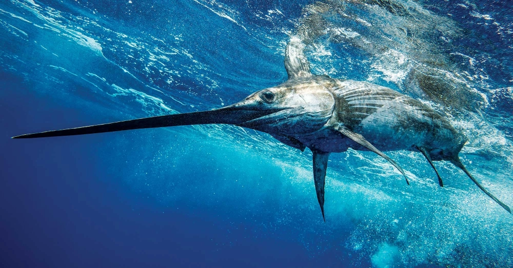 Nghệ thuật nhiếp ảnh bắt trọn khoảnh khắc cá kiếm nhảy cao