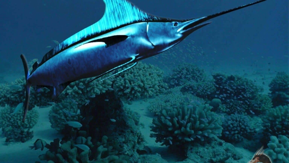 Mô hình 3D cá kiếm chân thực đến từng chi tiết