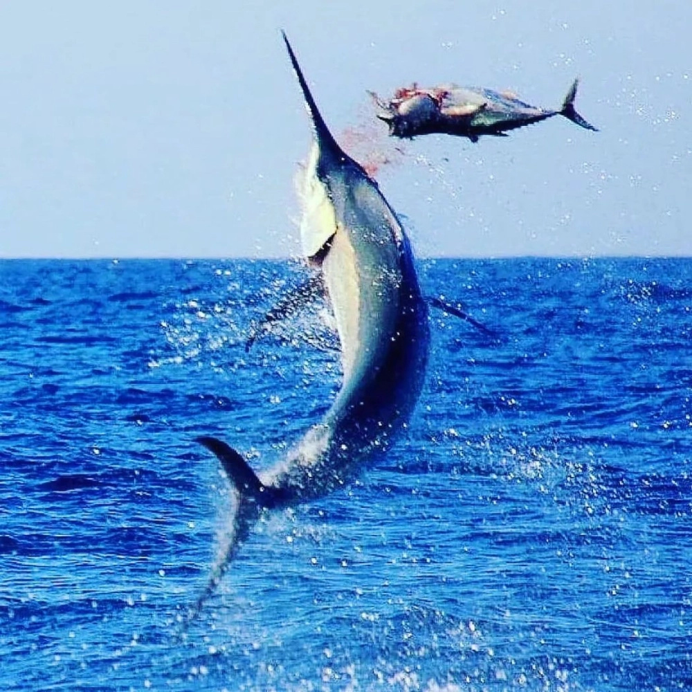 Cá kiếm ẩn mình trong dòng hải lưu mạnh mẽ