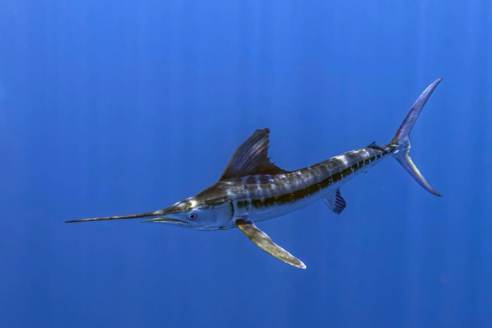 Hình nền cá kiếm chất lượng cao cho máy tính