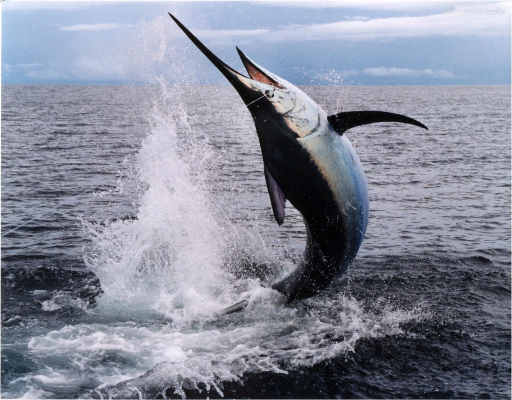 Cá kiếm săn mồi trong rạn san hô rực rỡ