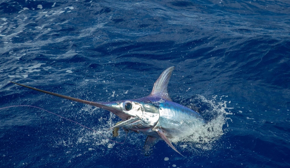 Cá kiếm lấp lánh dưới những tia nắng xuyên thấu