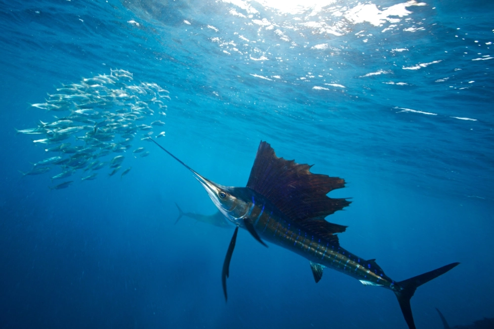 Đàn cá kiếm di cư dưới lòng đại dương bao la