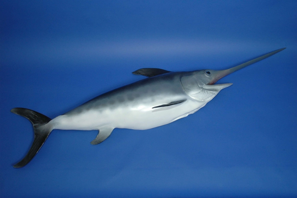 Cá kiếm phóng mình lên khỏi mặt nước biển